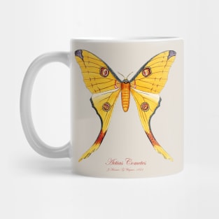 Moth - Comet Moth, Madagascan Moon Moth, Argema Mittrei, Actias Cometes Mug